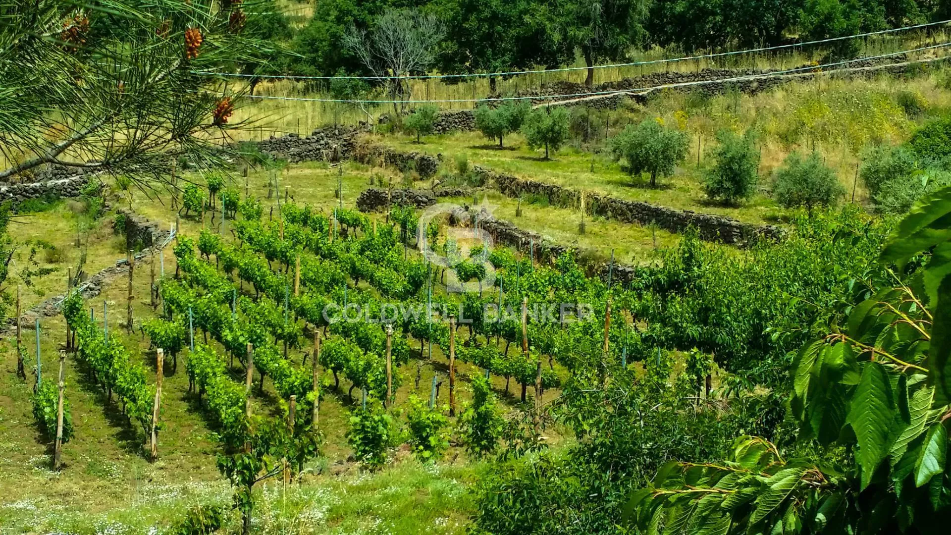 Immagine per Rustico/Casale in vendita a Biancavilla contrada vigne