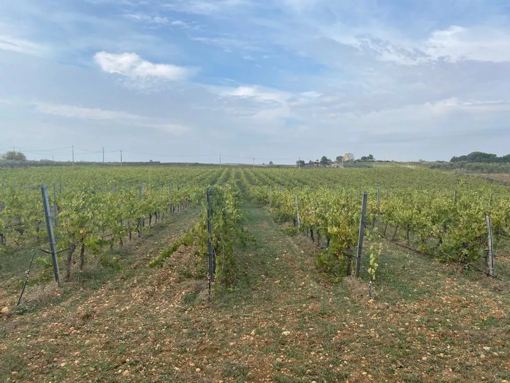Immagine per Vigneto in vendita a Montevago