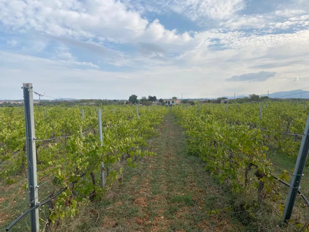 Immagine per Vigneto in vendita a Montevago