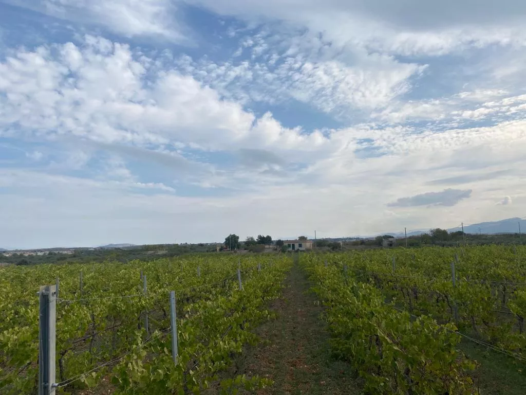 Immagine per Vigneto in vendita a Montevago
