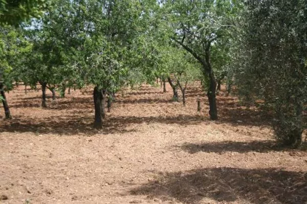 Terreno Edificabile Noto