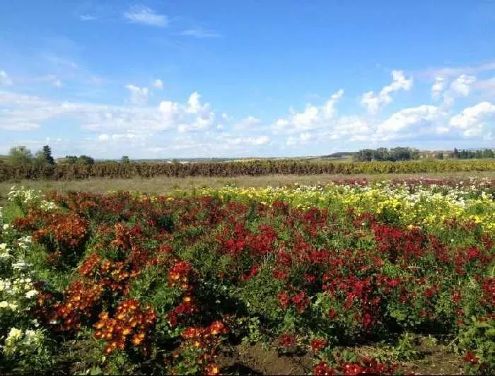 Immagine per Agriturismo in vendita a Noto