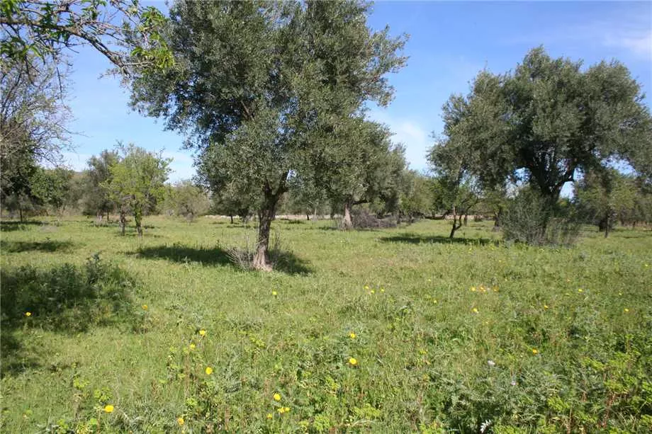 Immagine per Terreno edificabile in vendita a Noto