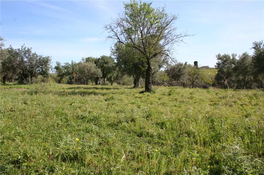 Immagine per Terreno edificabile in vendita a Noto