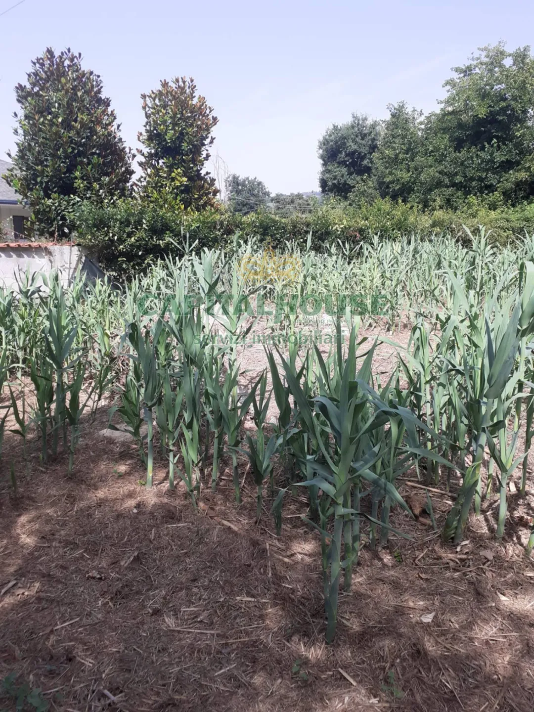 Immagine per Terreno Agricolo in vendita a Pozzuoli