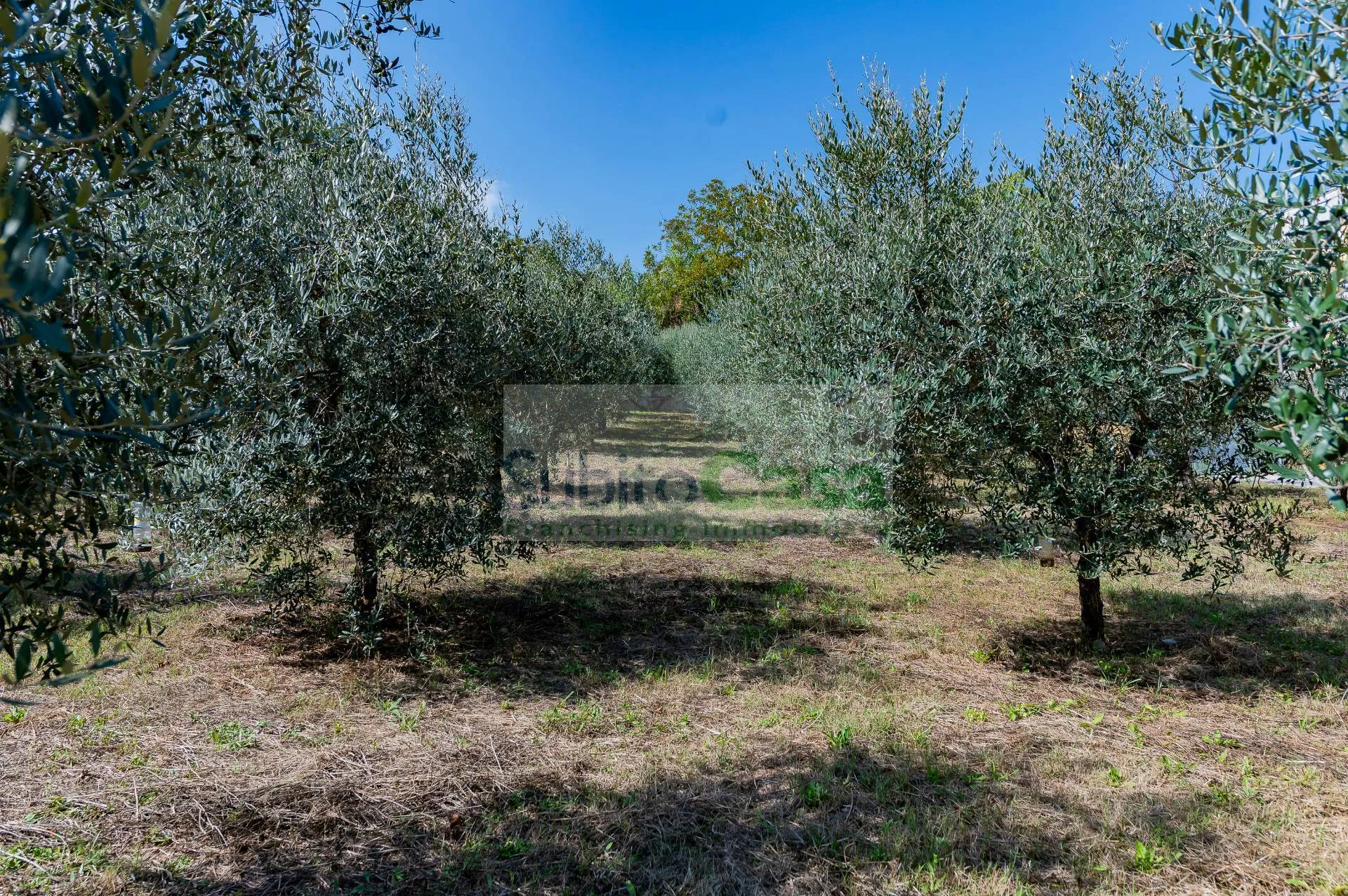 Immagine per Terreno Agricolo in vendita a Cepagatti Via Pignatelli