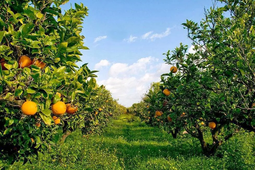 Immagine per Casa Vacanza in vendita a Bari strada Detta Delle Monache
