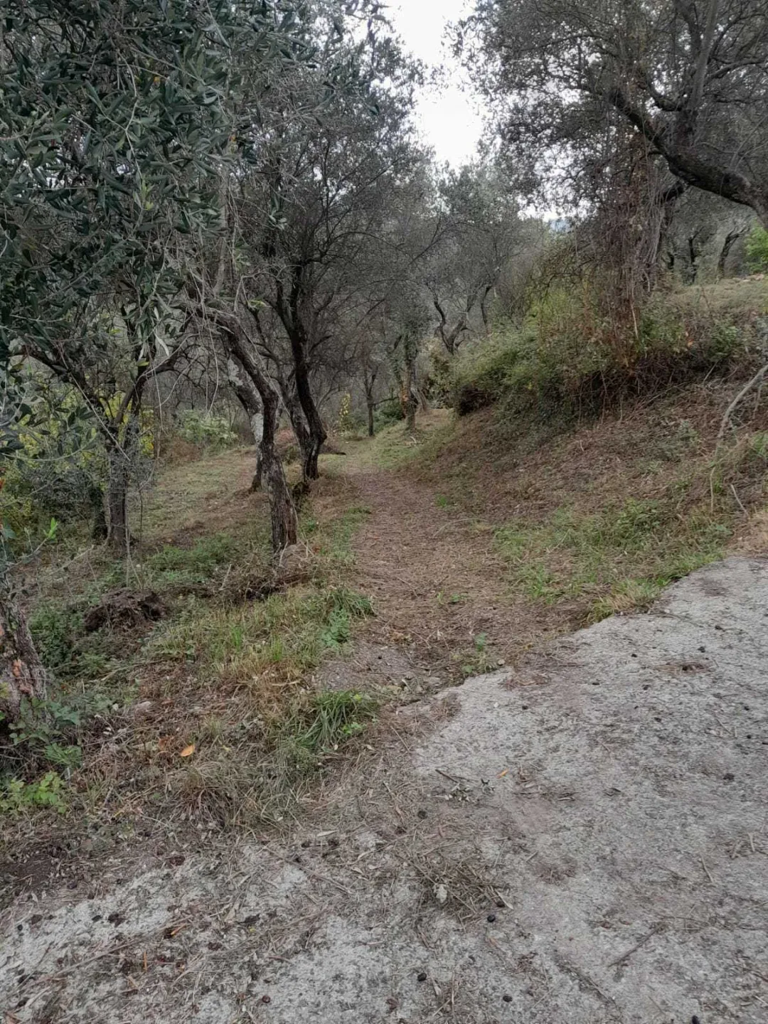 Immagine per Agricolo in vendita a Arcola via Melara 1