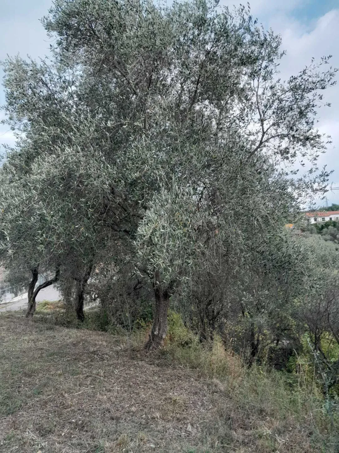 Immagine per Terreno agricolo in vendita a Arcola via Romana 1