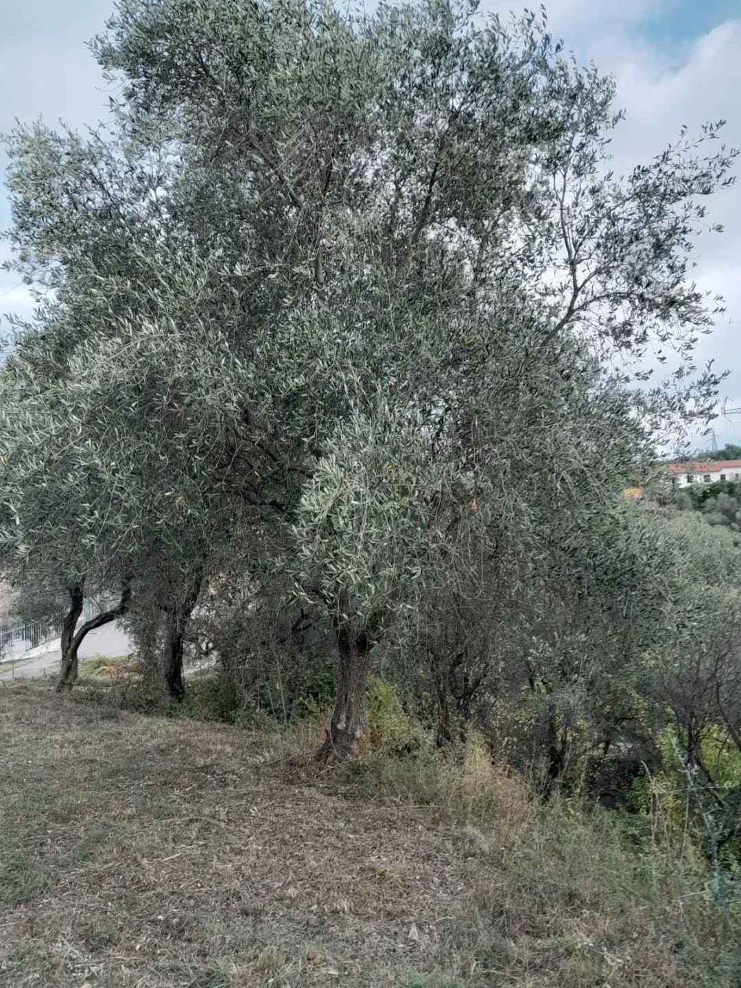 Immagine per Agricolo in vendita a Arcola via Melara 1