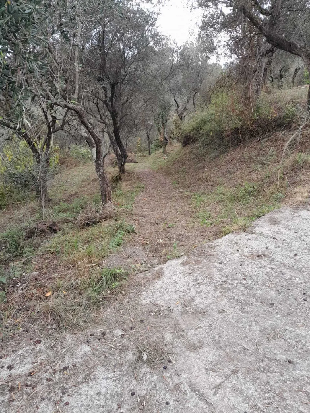 Immagine per Agricolo in vendita a Arcola via Melara 1