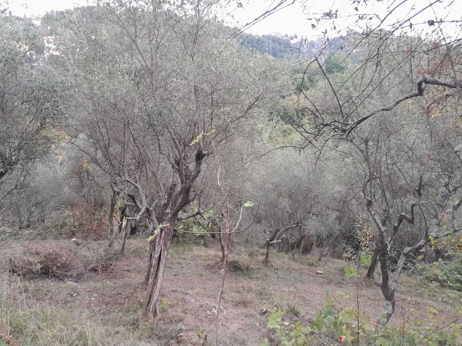 Immagine per Agricolo in vendita a Arcola via Melara 1