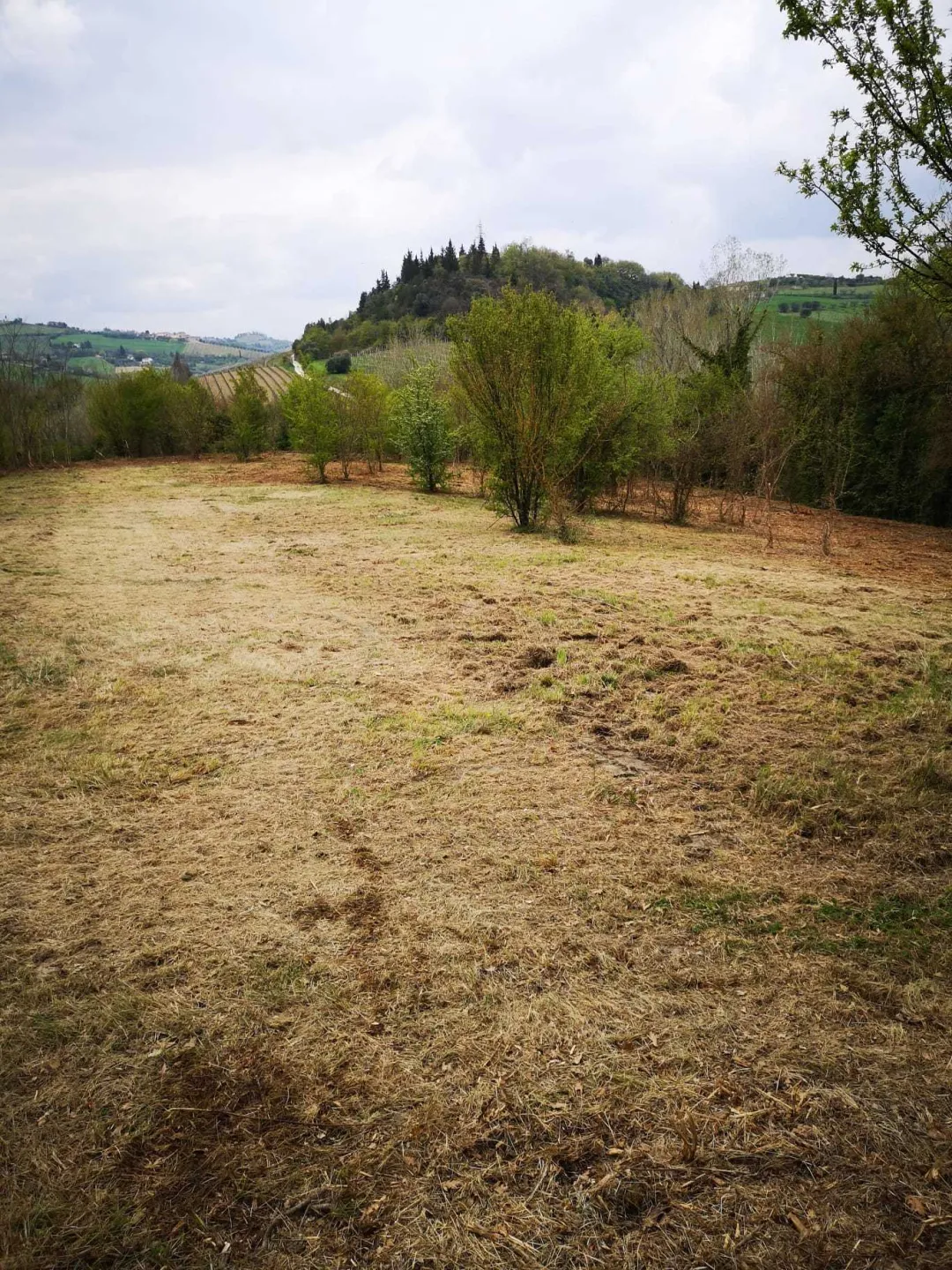 Immagine per Agricolo in vendita a Monsampolo del Tronto via Piediprato