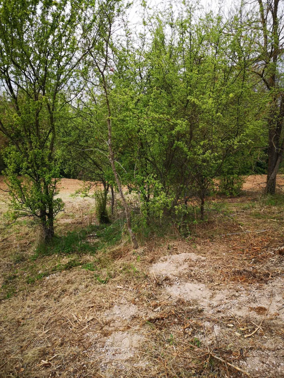Immagine per Agricolo in vendita a Monsampolo del Tronto via Piediprato