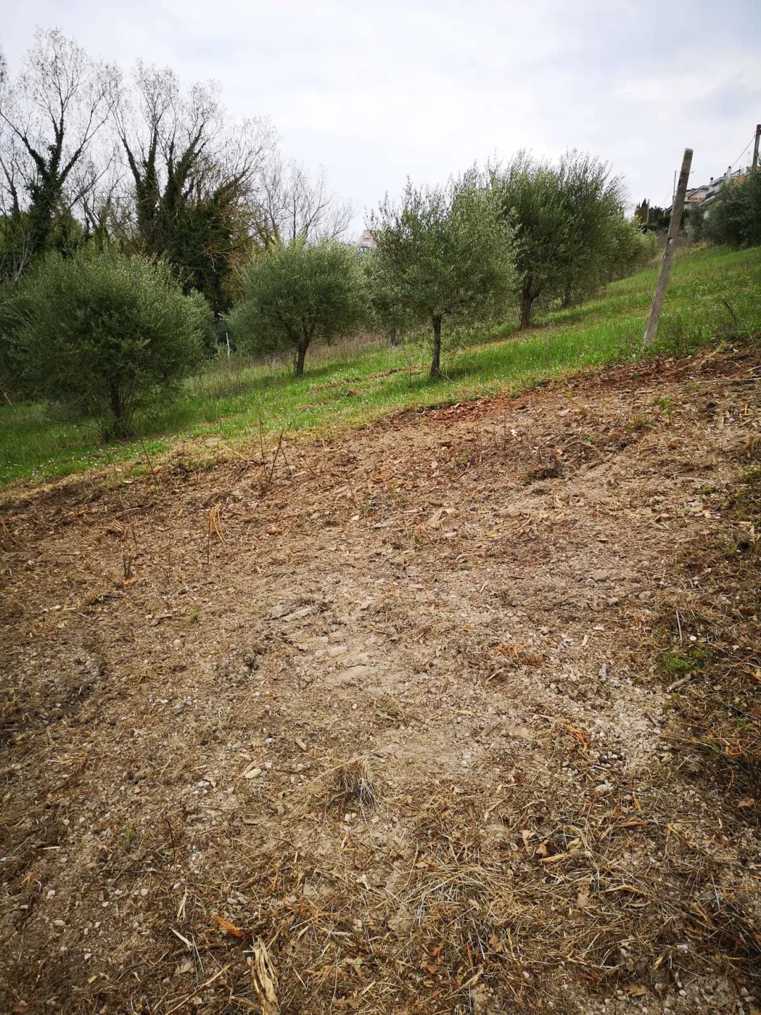 Immagine per Agricolo in vendita a Monsampolo del Tronto via Piediprato