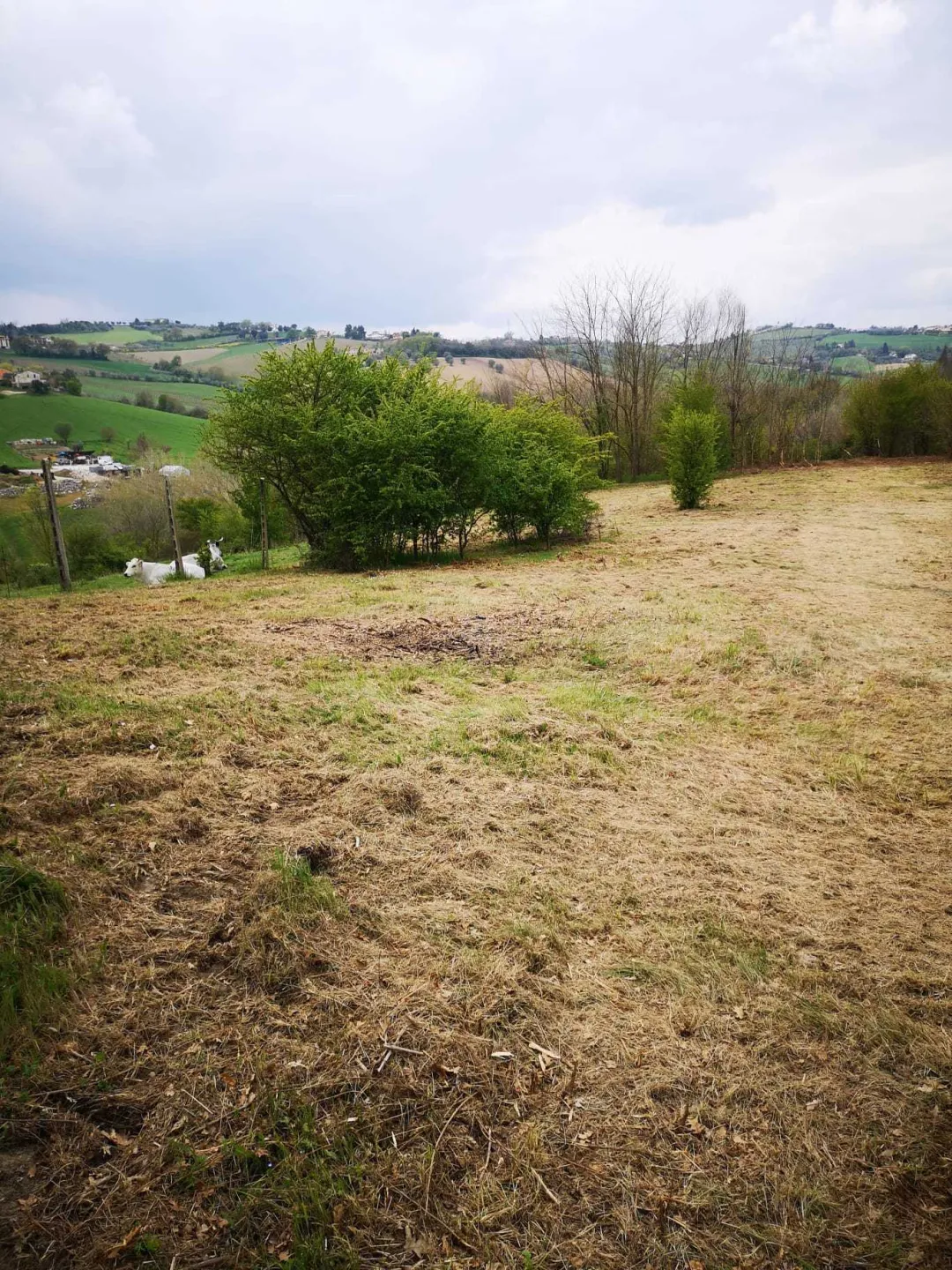 Immagine per Agricolo in vendita a Monsampolo del Tronto via Piediprato