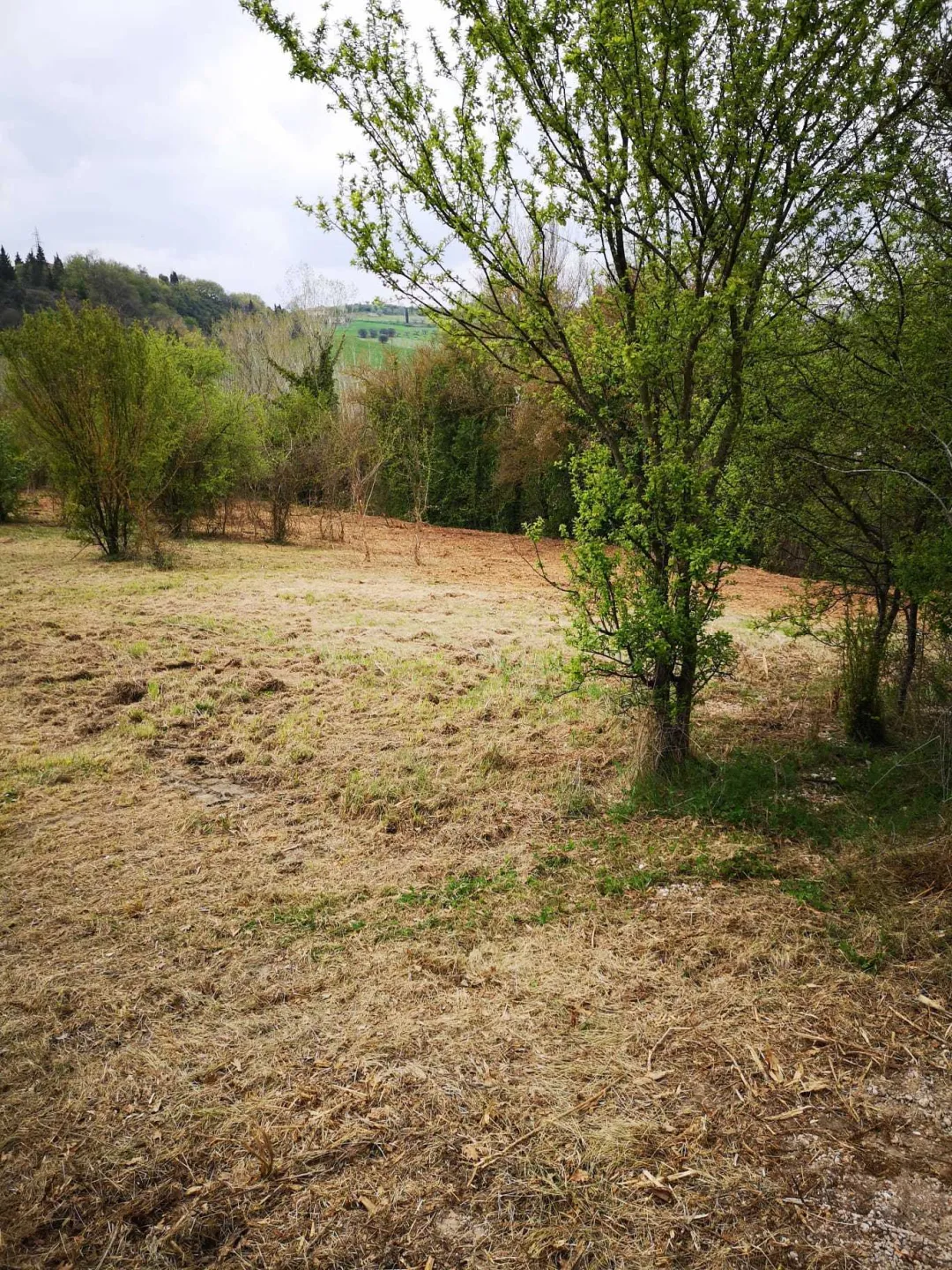 Immagine per Agricolo in vendita a Monsampolo del Tronto via Piediprato