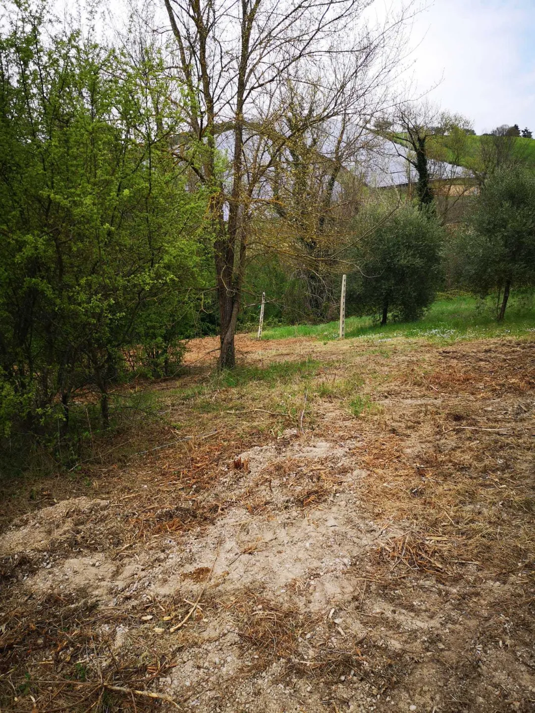 Immagine per Agricolo in vendita a Monsampolo del Tronto via Piediprato
