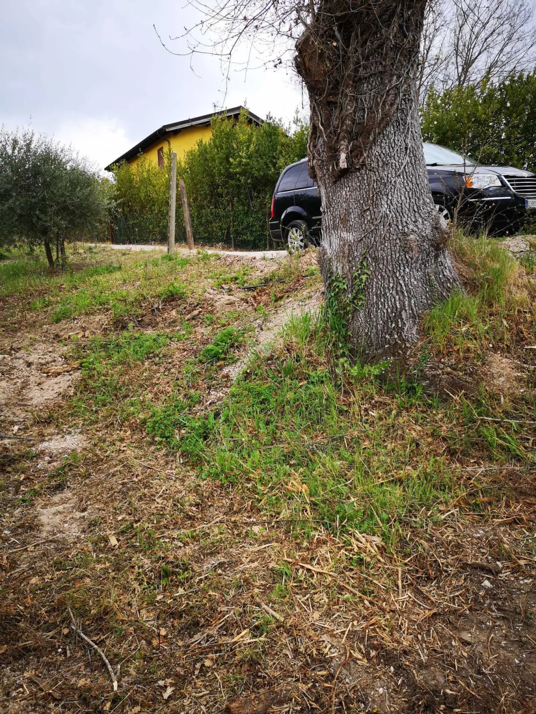 Immagine per Agricolo in vendita a Monsampolo del Tronto via Piediprato