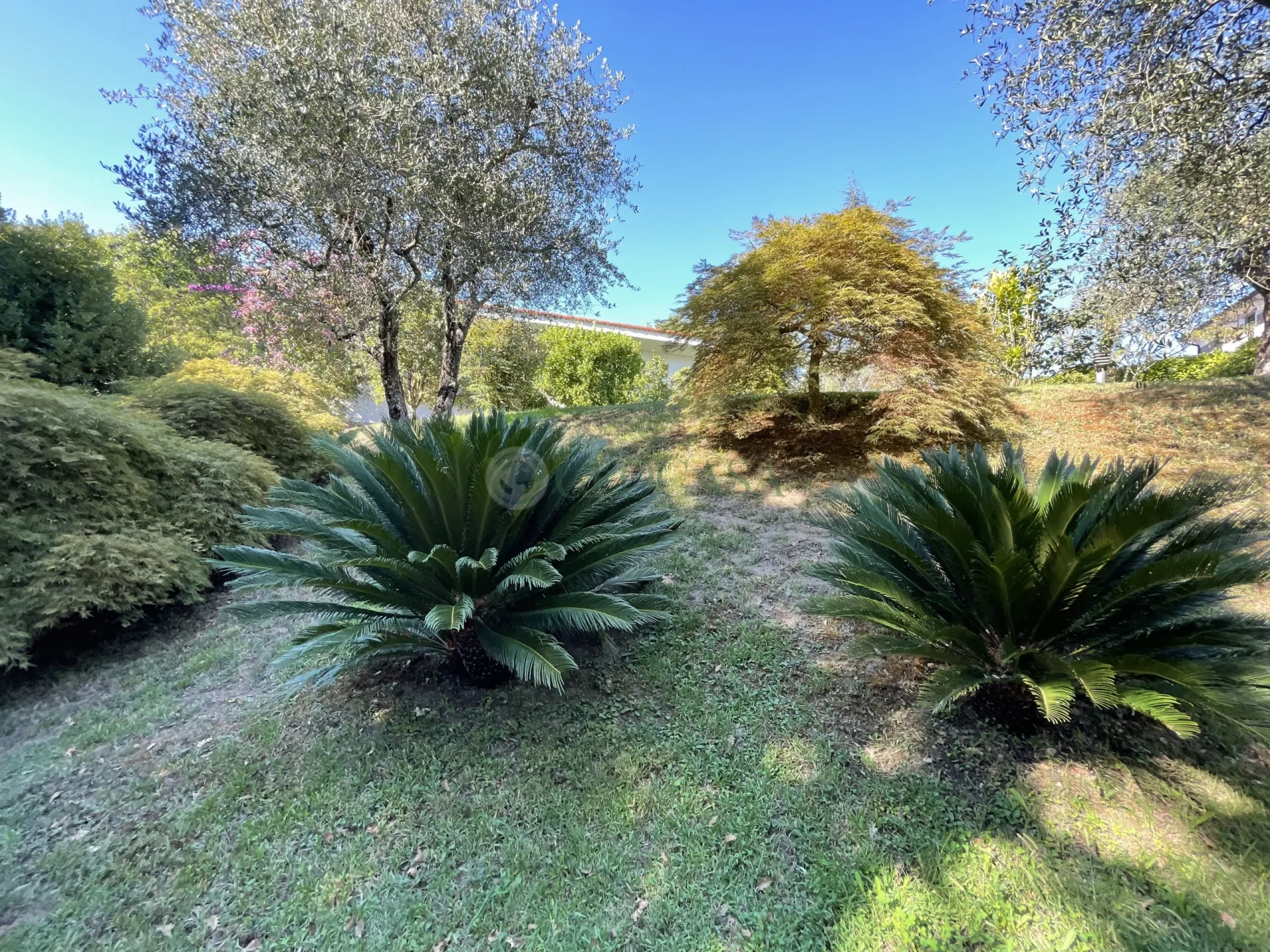 Immagine per Villa in vendita a Sarzana via Celso 38