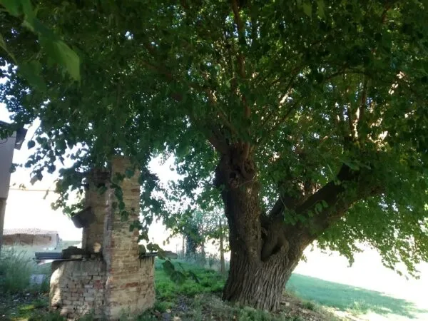 Casa via Luconi 16, Jesi