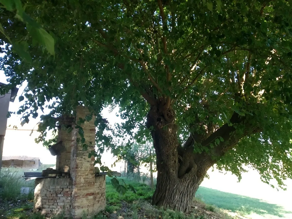 Immagine per casa in vendita a Jesi via Luconi 16