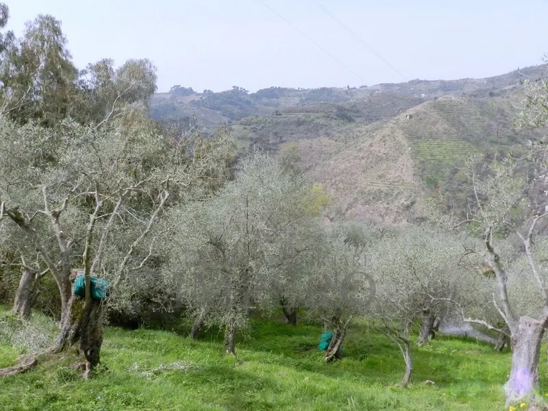 Immagine per Area verde in vendita a Perinaldo via Località Curl