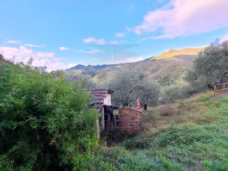 Immagine per Area verde in vendita a Perinaldo via Località Curl