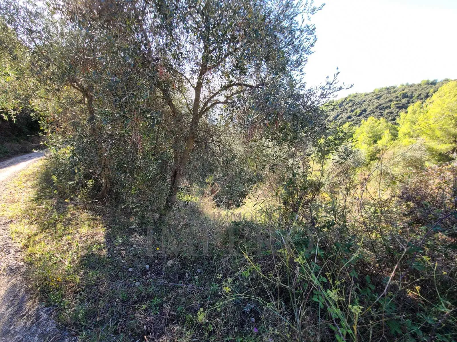 Immagine per Terreno edificabile in vendita a Camporosso via San Giacomo