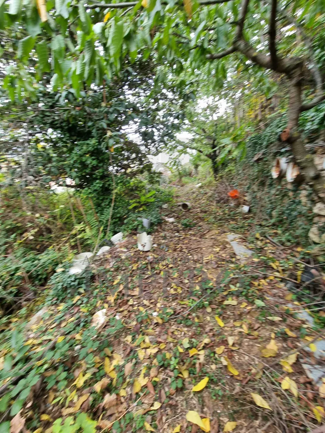 Immagine per Uliveto in vendita a Ventimiglia via Monsignore Daffra