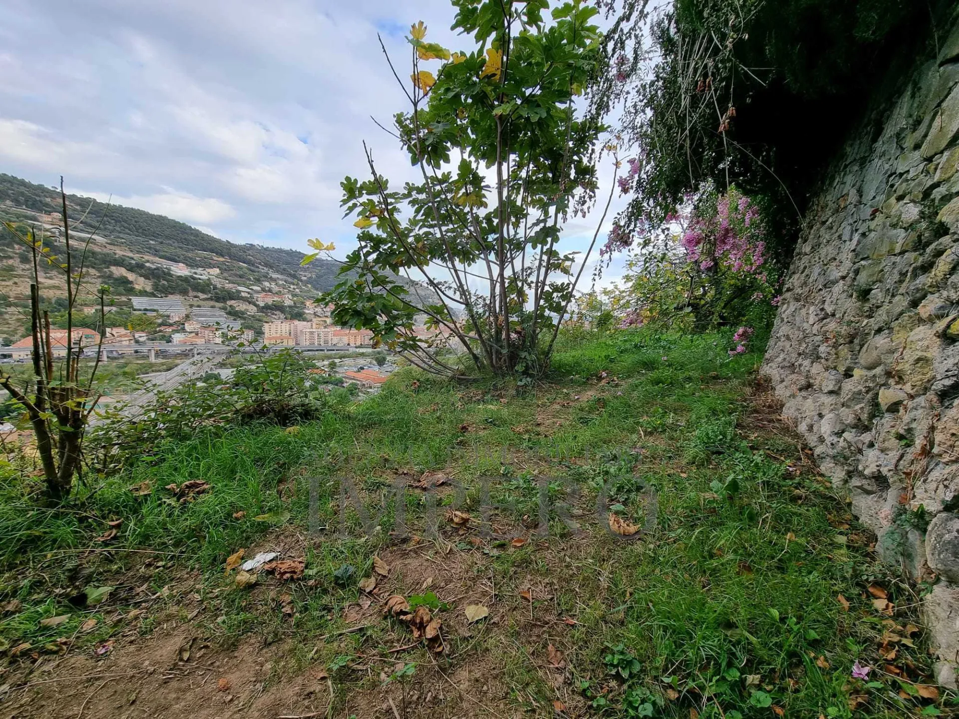 Immagine per Uliveto in vendita a Ventimiglia via Monsignore Daffra