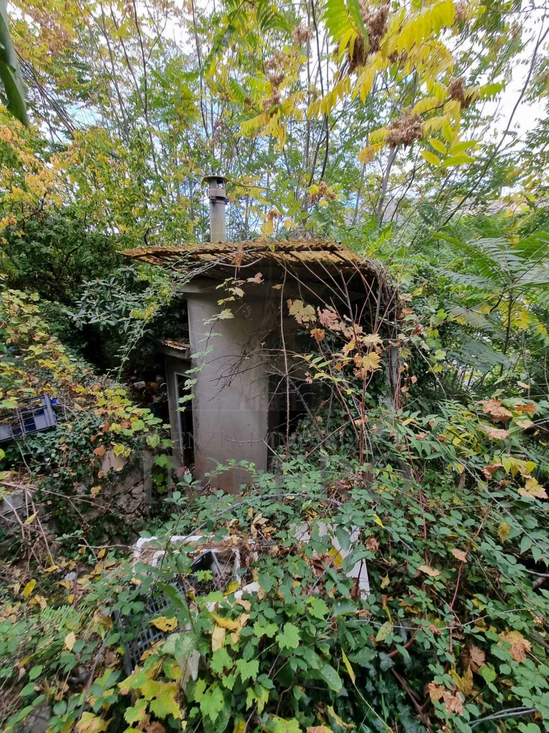 Immagine per Uliveto in vendita a Ventimiglia via Monsignore Daffra