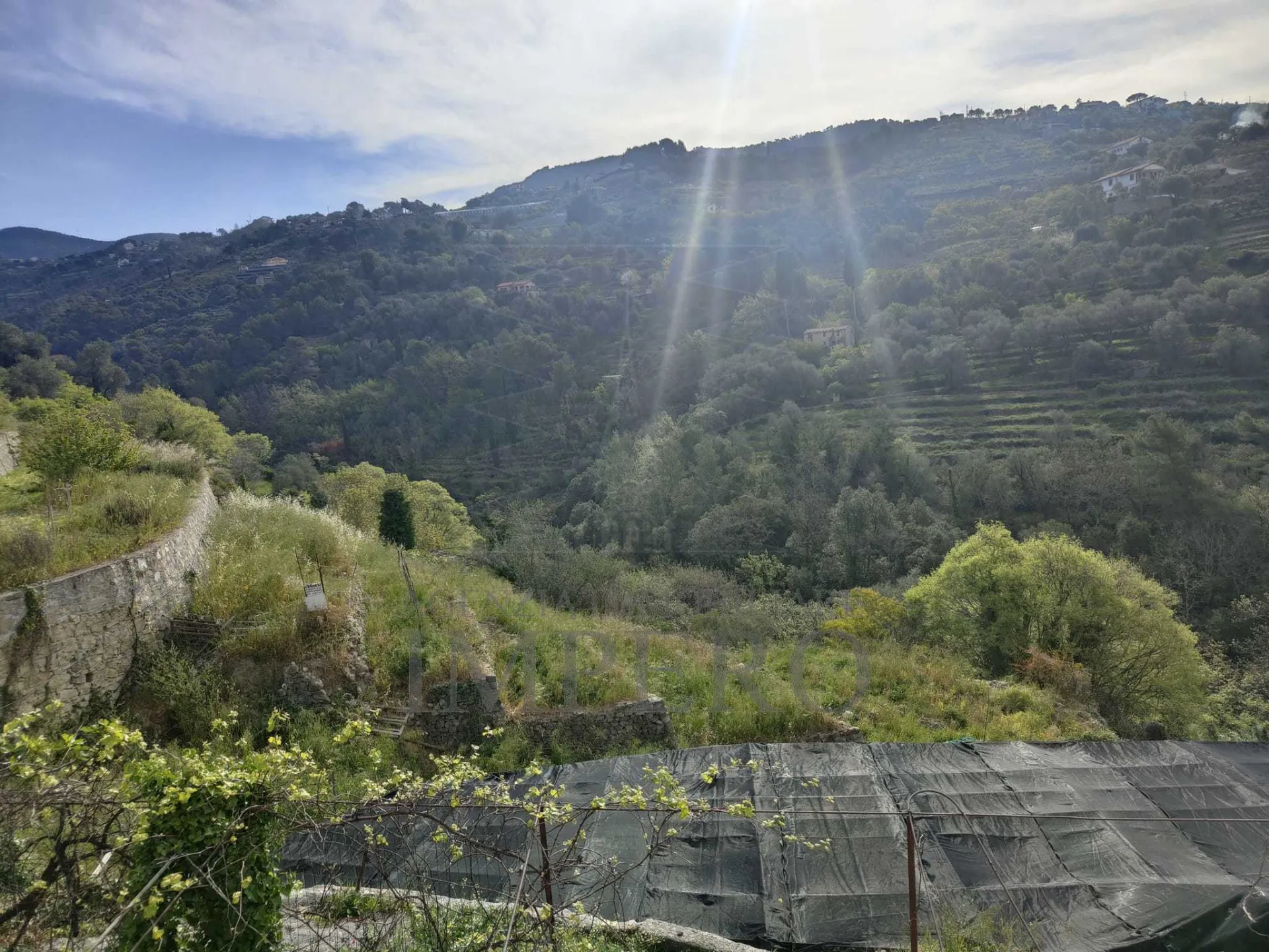 Immagine per Area verde in vendita a Vallebona via Grilli
