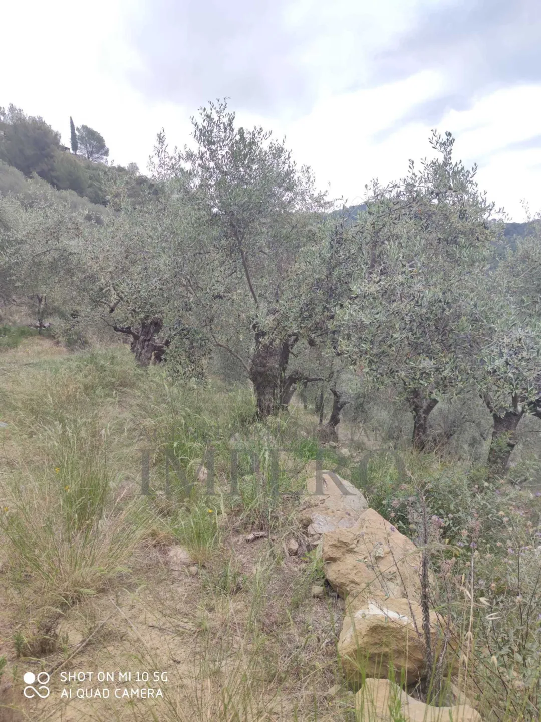 Immagine per Terreno Agricolo in vendita a Ventimiglia via Frazione Verrandi