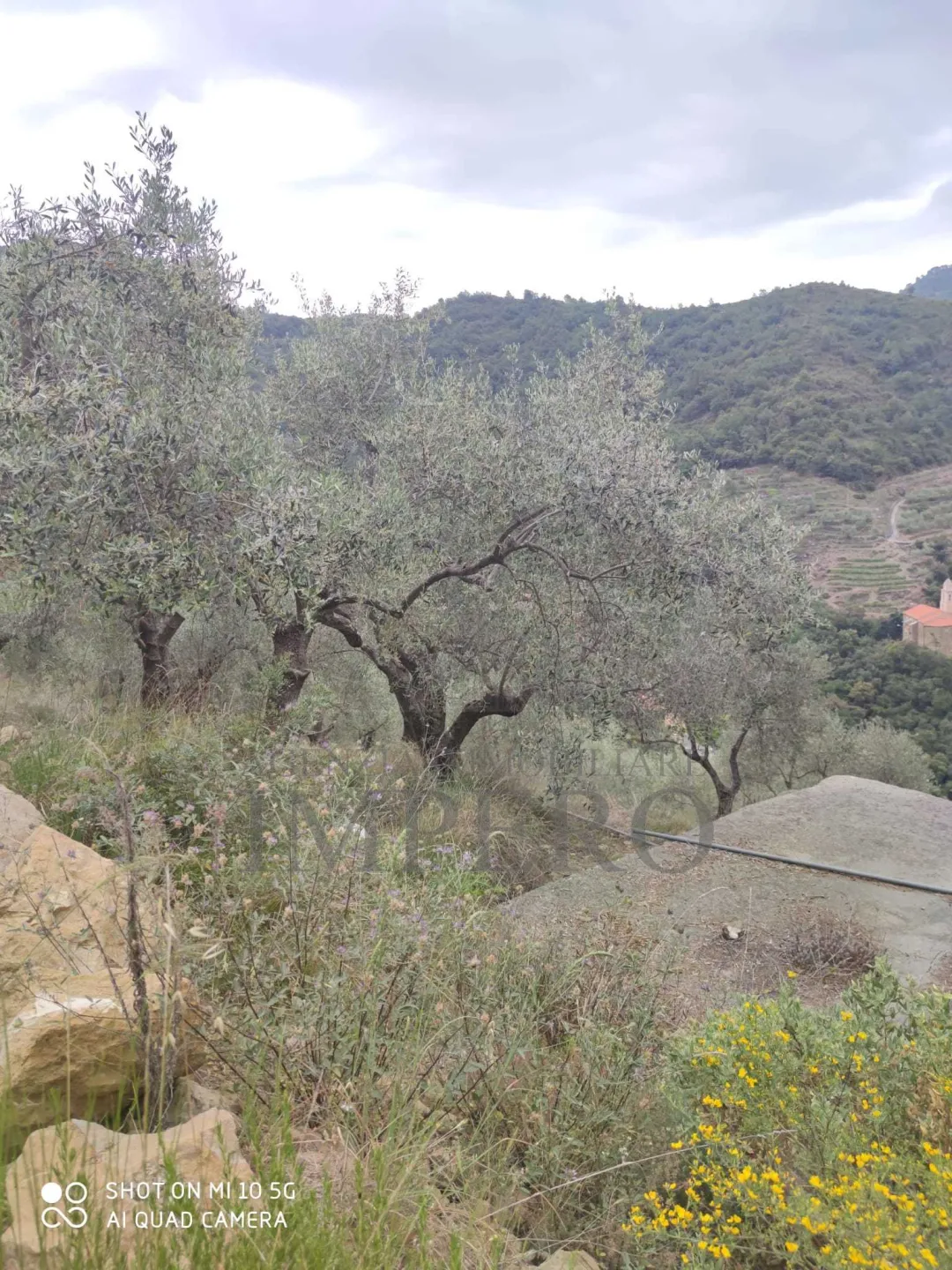 Immagine per Terreno Agricolo in vendita a Ventimiglia via Frazione Verrandi