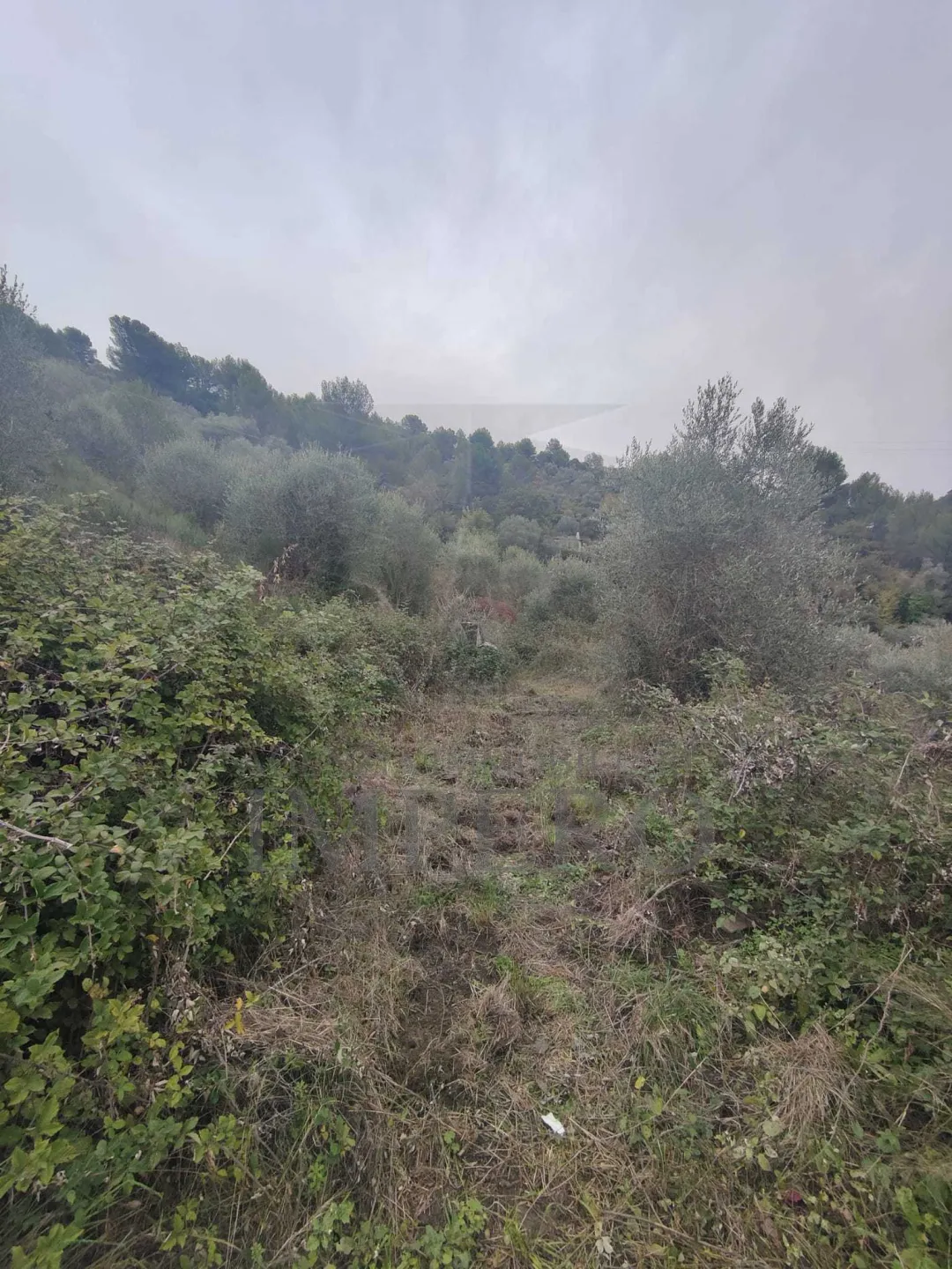 Immagine per Terreno agricolo in vendita a Camporosso strada Provinciale 92