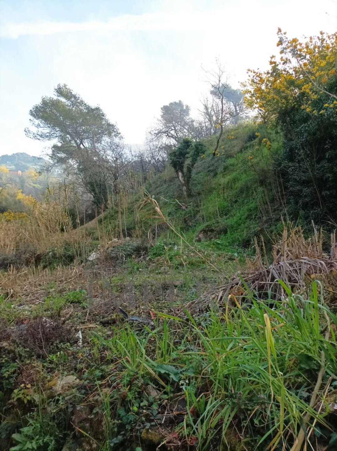 Immagine per Terreno Agricolo in vendita a San Biagio della Cima strada Cannavaira