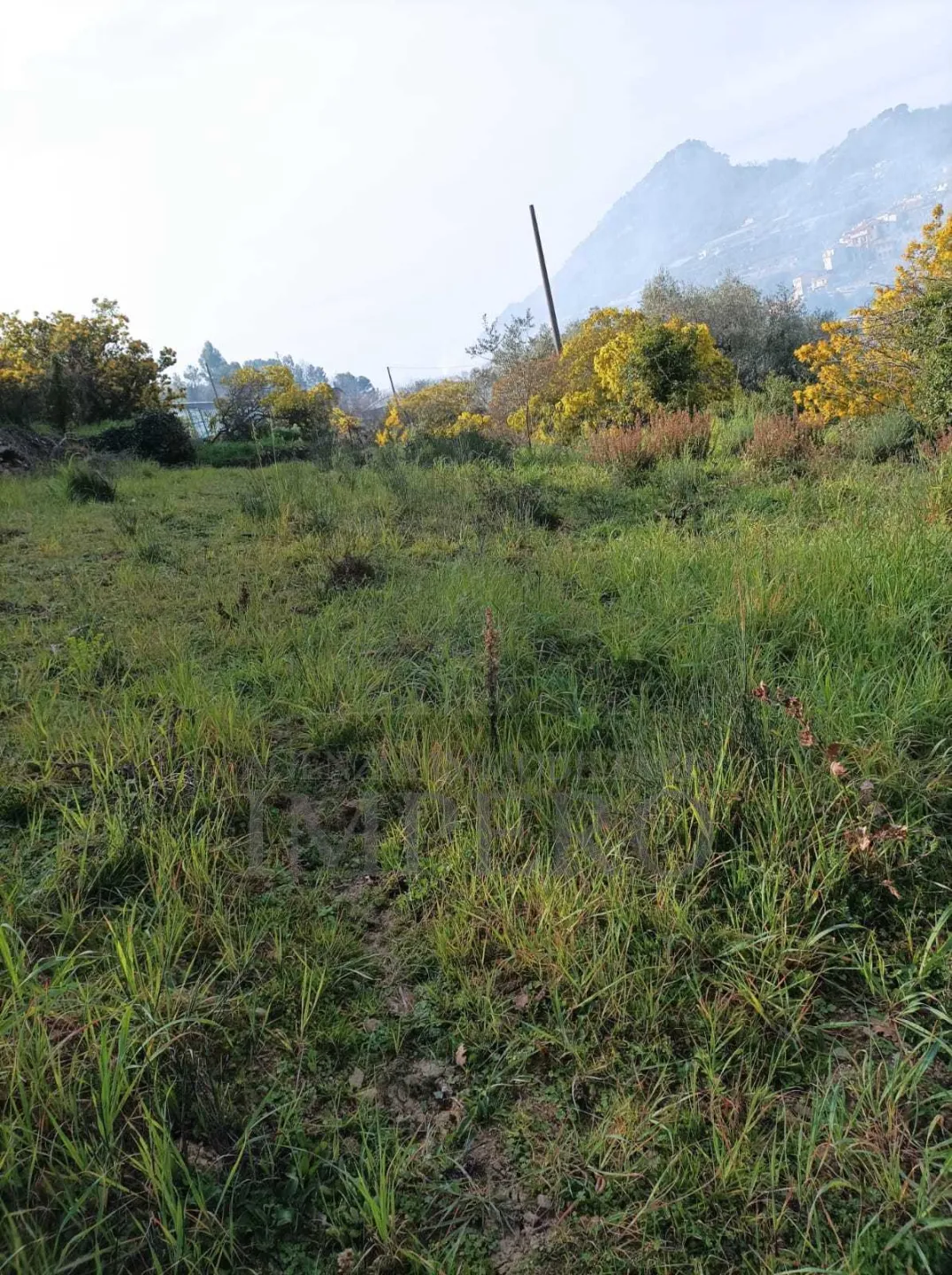 Immagine per Terreno Agricolo in vendita a San Biagio della Cima strada Cannavaira