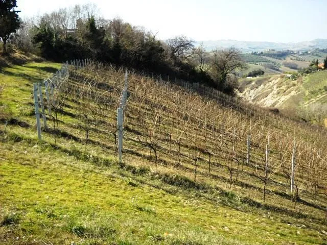 Immagine per Terreno edificabile in vendita a Castorano via Dei Piceni