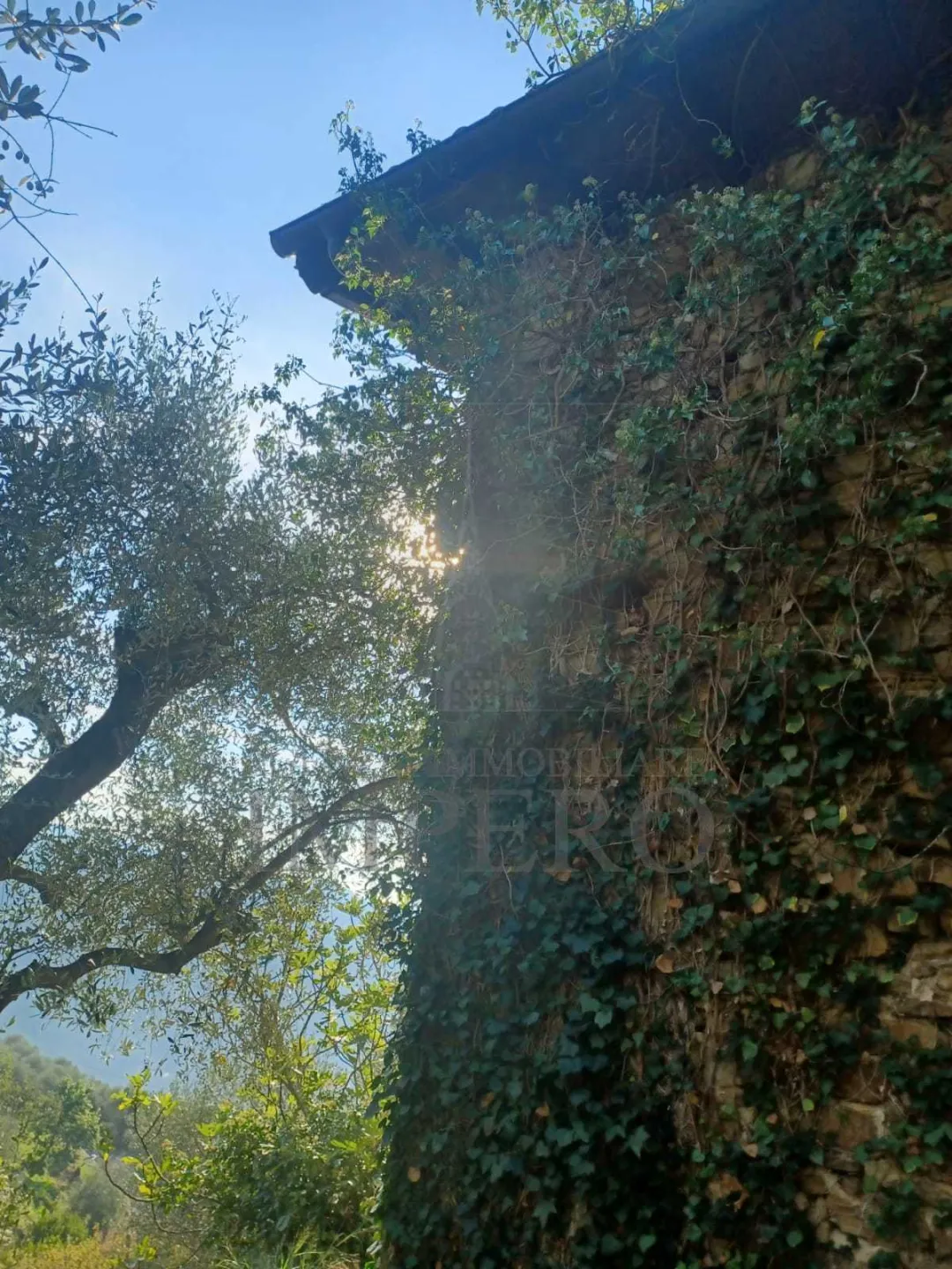 Immagine per Uliveto in vendita a Dolceacqua via Monsignor Bartolomeo Tornatore 55