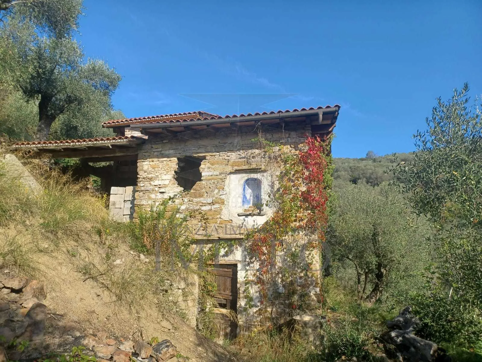 Immagine per Uliveto in vendita a Dolceacqua via Monsignor Bartolomeo Tornatore 55