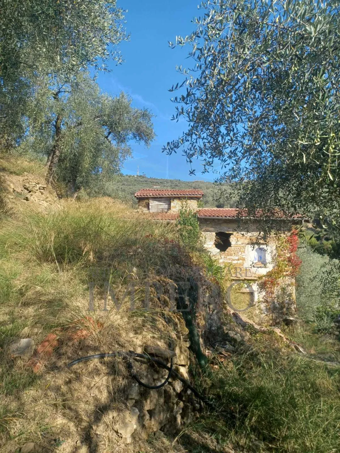 Immagine per Uliveto in vendita a Dolceacqua via Monsignor Bartolomeo Tornatore 55