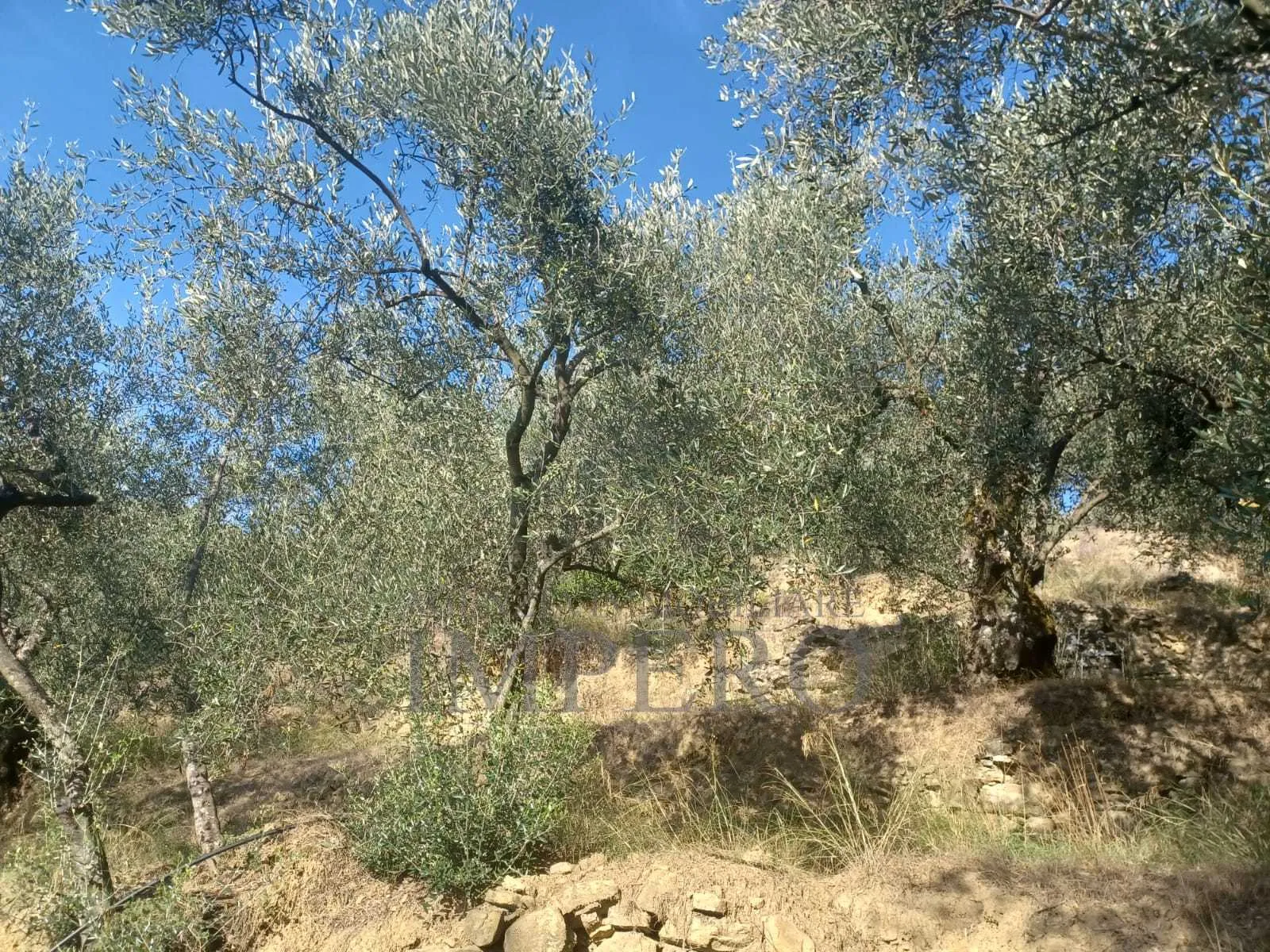 Immagine per Uliveto in vendita a Dolceacqua via Monsignor Bartolomeo Tornatore 55