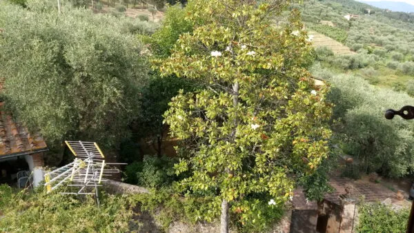 Terratetto via Di Matraia, Lucca