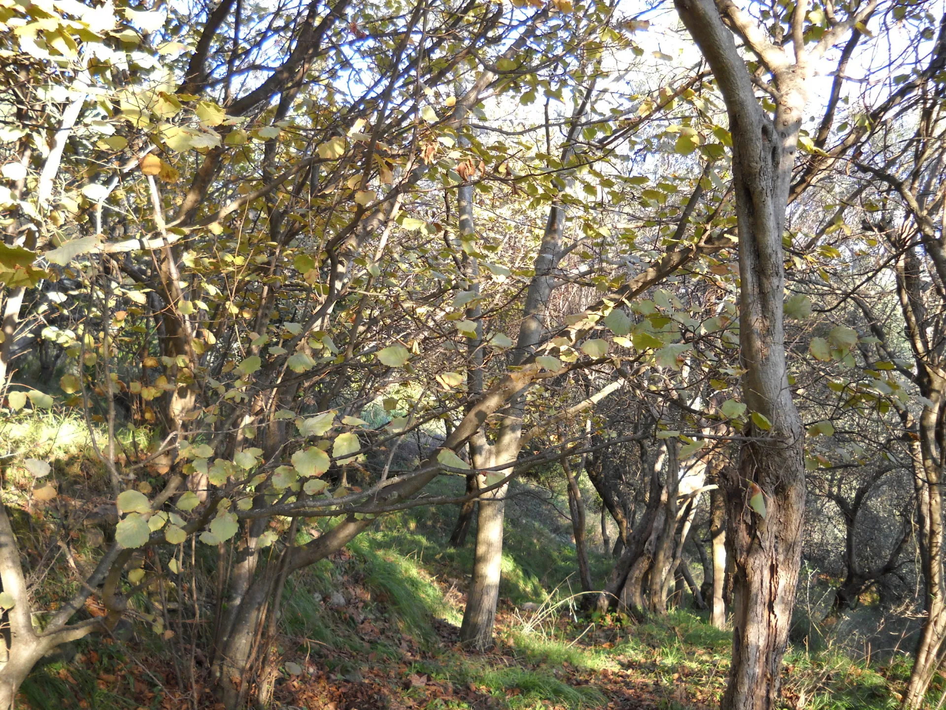 Immagine per Terreno agricolo in vendita a Luni via Marcianella
