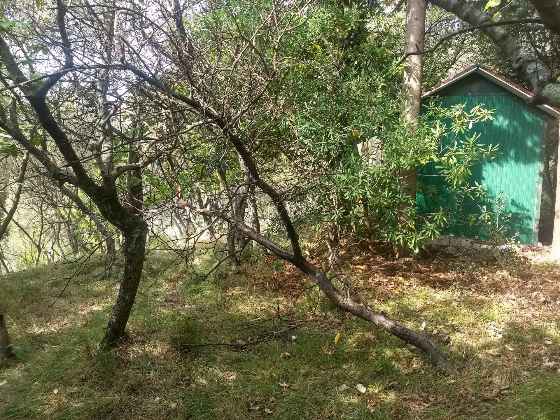 Immagine per Terreno agricolo in vendita a Luni via Marcianella