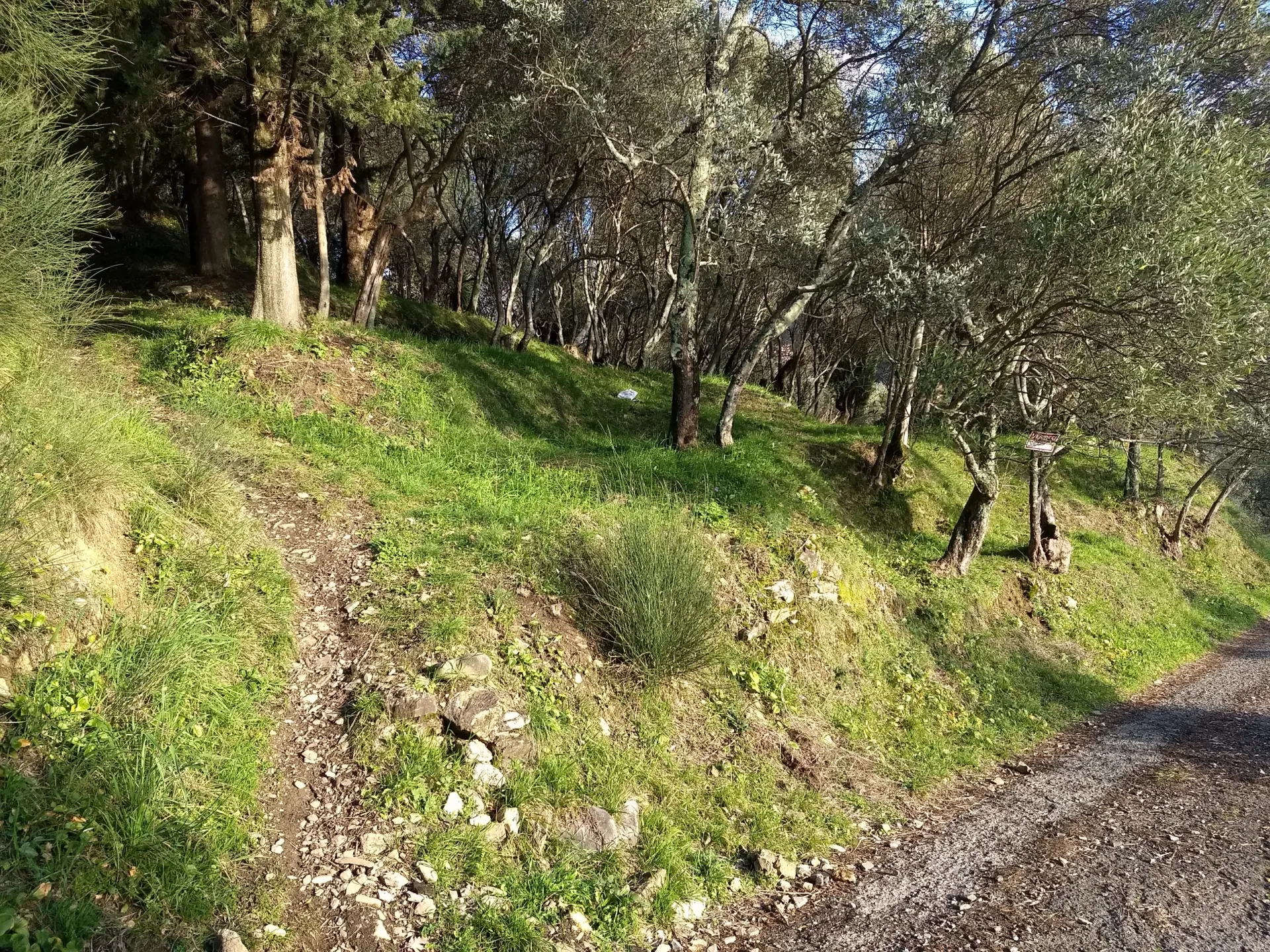 Immagine per Terreno agricolo in vendita a Luni via Marcianella