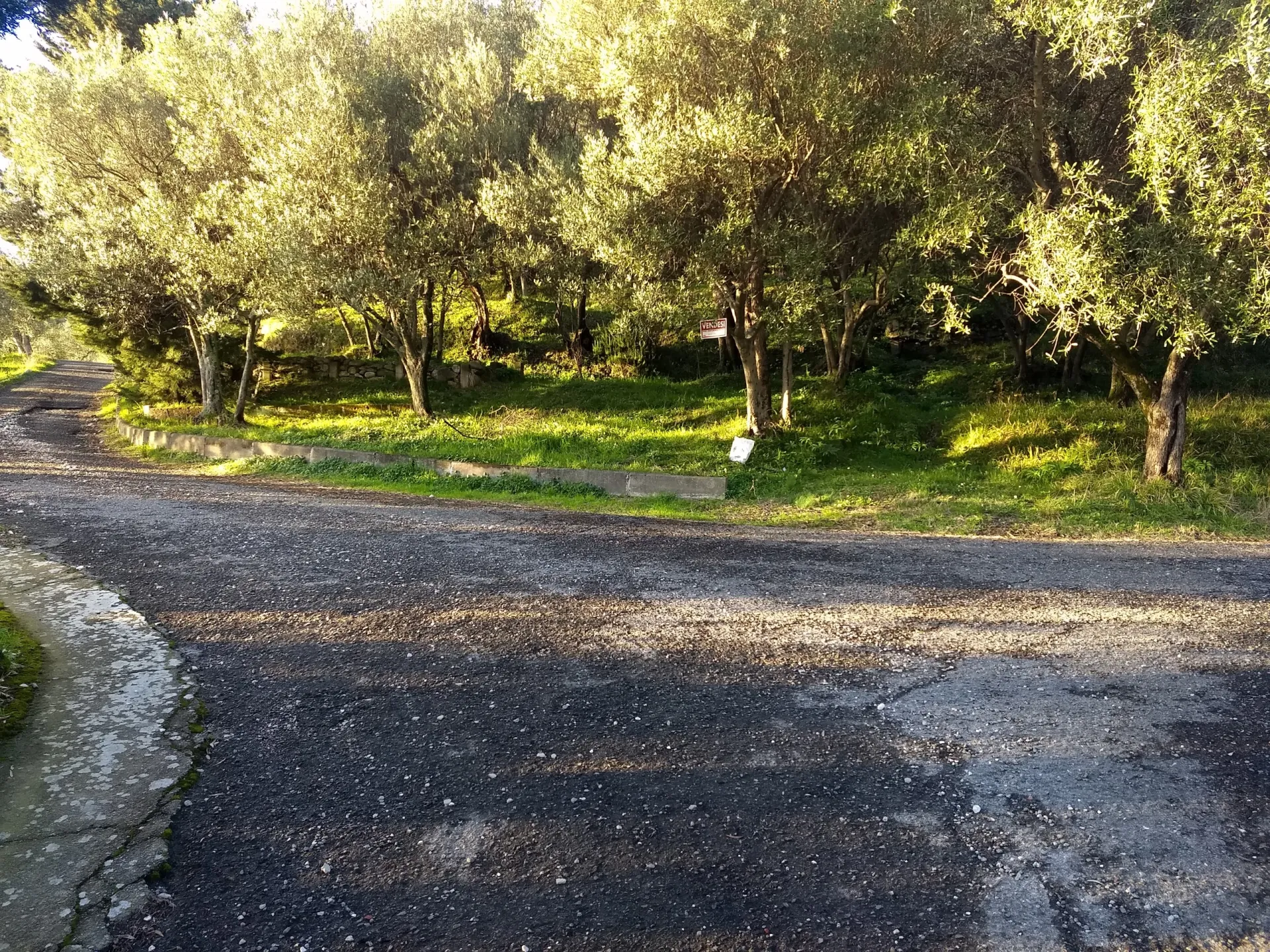 Immagine per Terreno agricolo in vendita a Luni via Marcianella