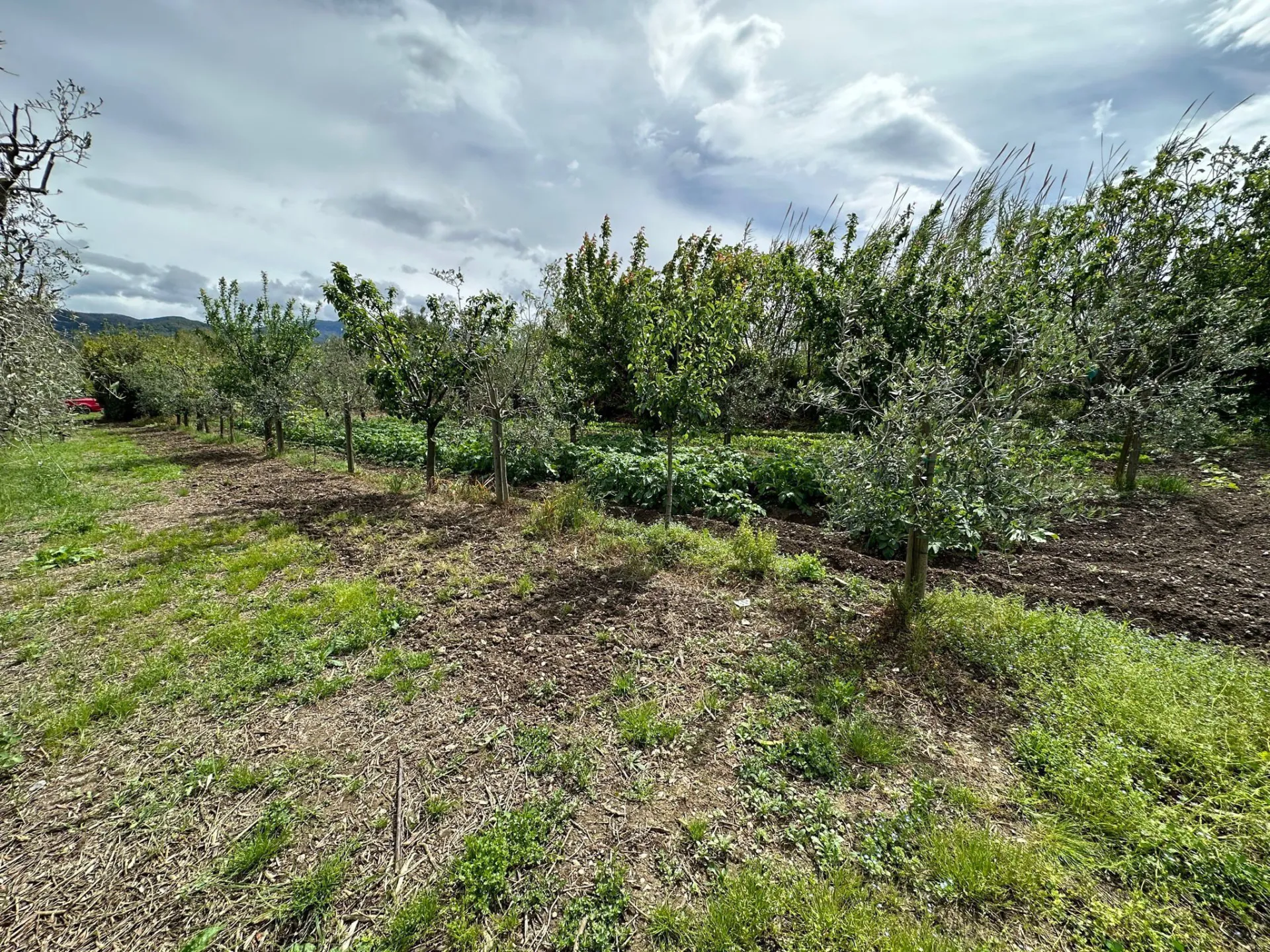 Immagine per Agricolo in vendita a Castelnuovo Magra via Tavolara