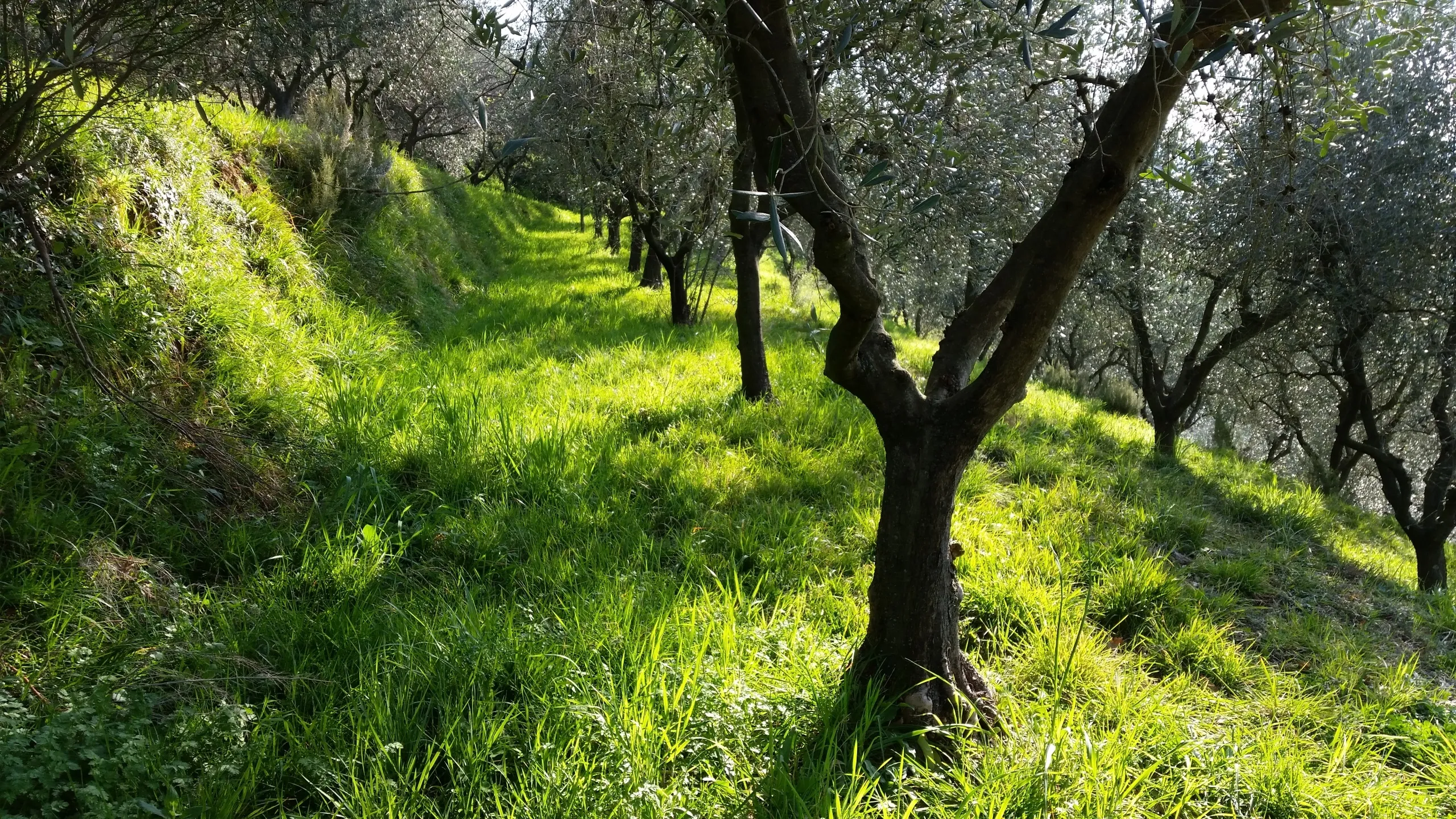 Immagine per Terreno agricolo in vendita a Lucca via Della Maulina